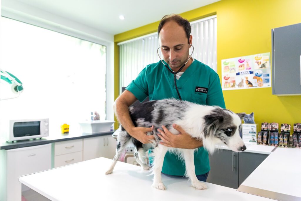 A veterinarian in green outfit examining a grey&white dog on a table.