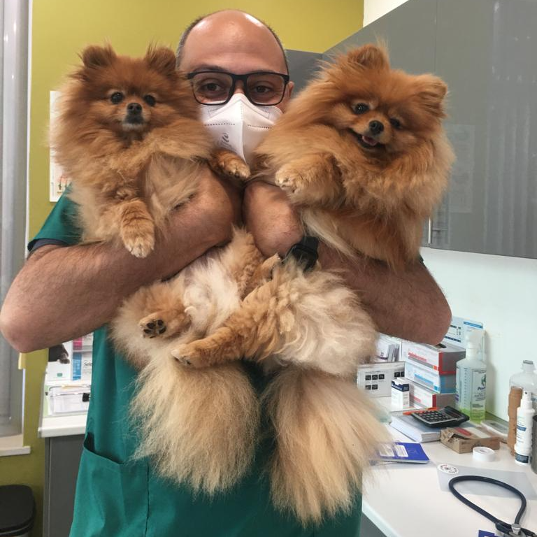 A veterinarian in green outfit and white face mask holding 2 little dogs in his arms.